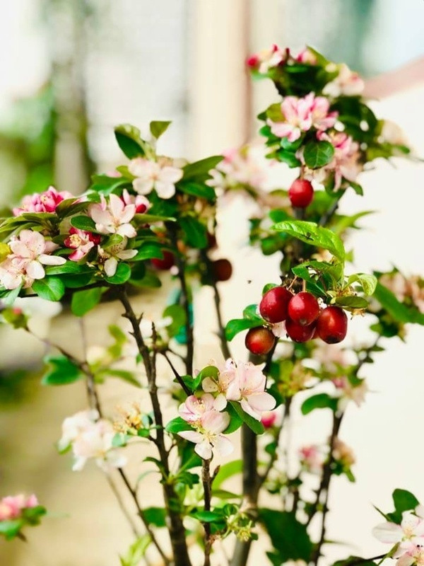 Không chỉ hoa cỏ, Mỹ Lệ cũng yêu thích trồng cây trái để tô điểm thêm cho khu vườn nhỏ nơi ban công. Điển hình là cây táo bonsai chỉ cao bằng 2 găng tay mà hoa đẹp như hoa đào Nhật, lại cho quả ngọt nhỏ nhỏ xinh xinh.