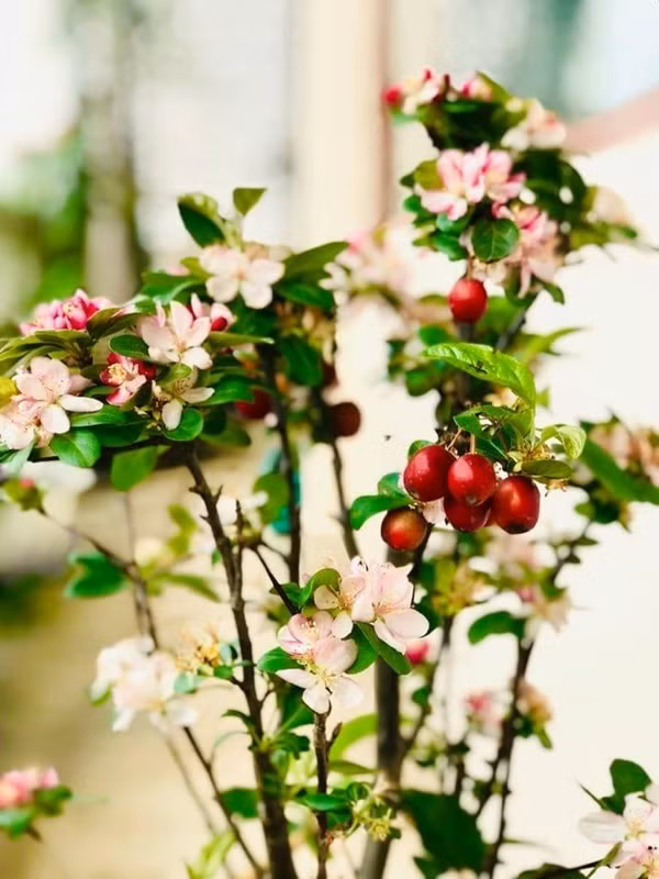 Không chỉ hoa cỏ, Mỹ Lệ cũng yêu thích trồng cây trái để tô điểm thêm cho khu vườn nhỏ nơi ban công. Điển hình là cây táo bonsai chỉ cao bằng 2 găng tay mà hoa đẹp như hoa đào Nhật, lại cho quả ngọt nhỏ nhỏ xinh xinh.