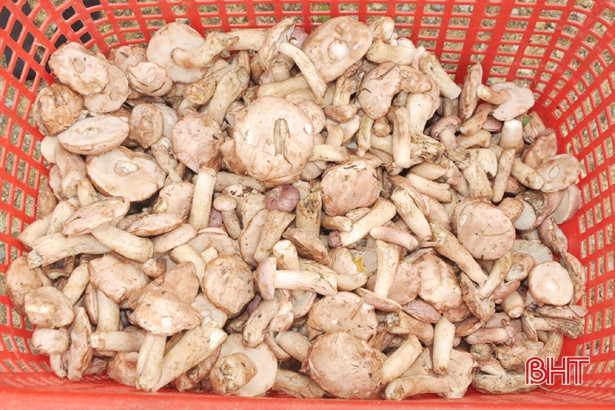 Nấm tràm màu nâu tím, có vị nhẫn đắng đặc trưng.