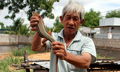Ông Đinh Trọng Nghĩa ở thôn Hòa Thủy, xã Phước Hải thu hoạch dông bán cho thương lái với giá 450 ngàn đồng/kg.