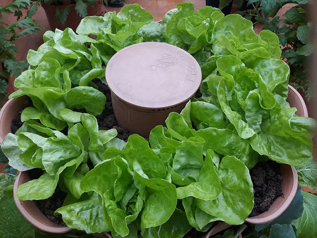 Theo anh Cảnh, nhà phố có ban công và diện tích nhỏ đều có thể trồng được tháp rau như thế này. Một gia đình có thể trồng 6 – 8 chiếc tháp là có thể đủ rau ăn. Chi phí để đầu tư khoảng 10 triệu/năm, so với việc mua rau ở bên ngoài là không cao.