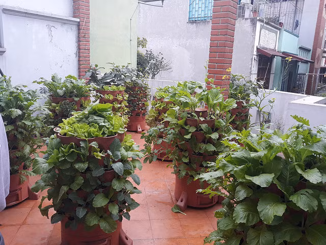 Mô hình tháp rau tự ủ thành phân hữu cơ đang được nhóm kĩ sư Nông nghiệp trẻ tại Hà Nội tại công ty Eco Việt Nam đang thực hiện. Anh Hà Đức Cảnh – Giám đốc Công ty Eco Việt Nam cho hay: Tháp rau này là công nghệ của Mỹ. Qua 3 năm nghiên cứu, chúng tôi đã điều chỉnh và tối ưu lại thành tháp rau như hiện nay để phù hợp hơn với điều kiện Việt Nam.