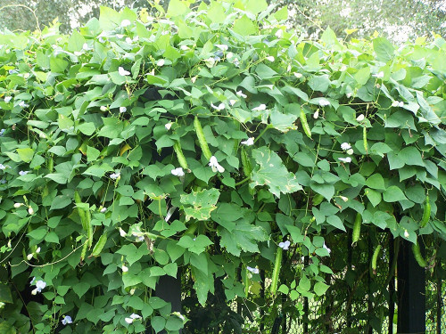 Vì điều kiện thời tiết không thuận lợi, rau củ đặc trưng ở Việt Nam khó có thể sinh trưởng tự nhiên tại nước ngoài. Do đó, những sản phẩm nông sản tươi sống được bán ở đây thường có giá rất cao. Quả đậu rồng này, rẻ nhất cũng có giá lên tới 202.000 đồng/pound.