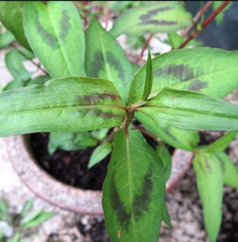 Rau răm ngoài chợ Việt chỉ có vài ngàn đồng một mớ. Ở Amazon, 3 cây rau răm và 3 cây rau diếp cá trồng trong một chiếc chậu nhỏ cũng phải lên tới 69 USD (xấp xỉ 1.700.000 đồng).