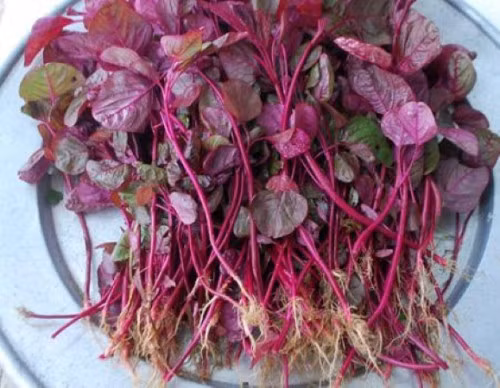  Rau tươi thành phẩm được bán ra với số lượng rất ít ỏi. Đối với những loại rau màu ít người ưa chuộng, chẳng hạn như rau dền đỏ này, cửa hàng sẽ cung cấp tùy chọn bán hạt giống, người dân có thể mua về tự trồng trong vườn của mình. Giá cả các loại hạt giống cũng khá 'êm ái': 15 USD (khoảng 350.000 đồng) cho 30g hạt.