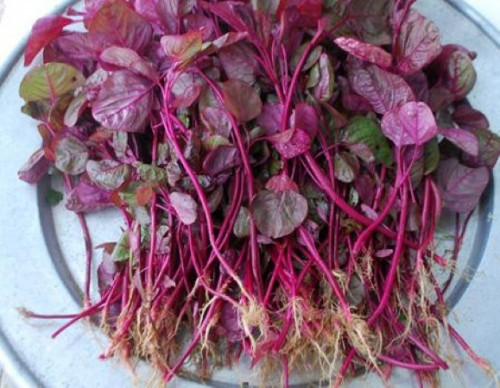  Rau tươi thành phẩm được bán ra với số lượng rất ít ỏi. Đối với những loại rau màu ít người ưa chuộng, chẳng hạn như rau dền đỏ này, cửa hàng sẽ cung cấp tùy chọn bán hạt giống, người dân có thể mua về tự trồng trong vườn của mình. Giá cả các loại hạt giống cũng khá 'êm ái': 15 USD (khoảng 350.000 đồng) cho 30g hạt.