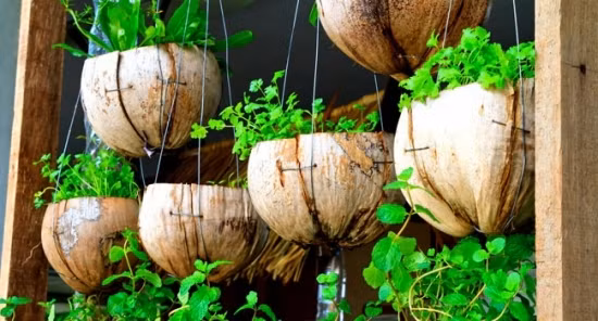 Xơ dừa cũng là môi trường lý tưởng mà người ta thường trộn vào đất để trồng cây. Ngoài ra bạn có thể tận dụng chính phần vỏ dừa để tạo thành những chậu cây treo thật đẹp và gần gũi với tự nhiên.