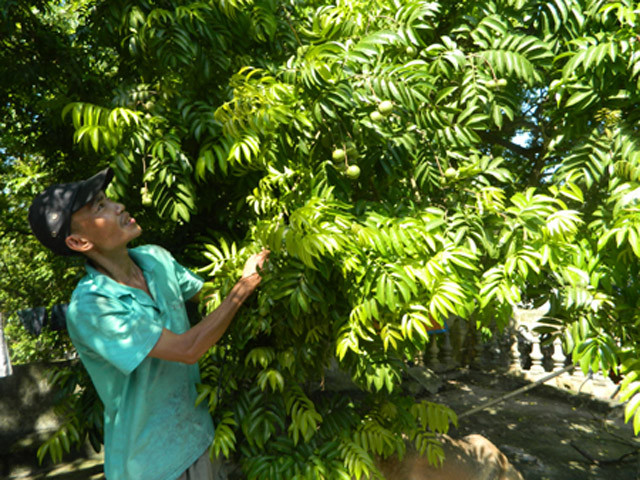 Nông dân thôn Tuấn Dị thu hái sấu. Ảnh: BHY.