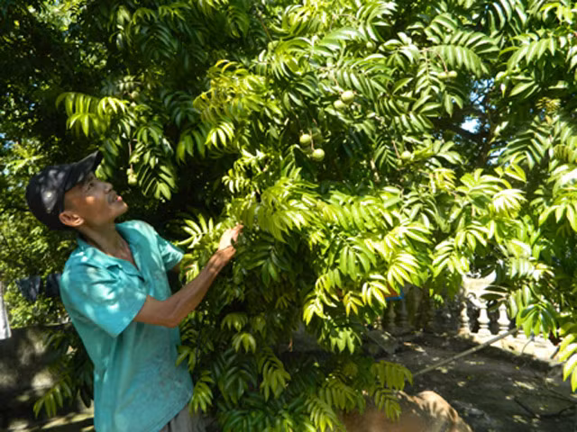 Nông dân thôn Tuấn Dị thu hái sấu. Ảnh: BHY.