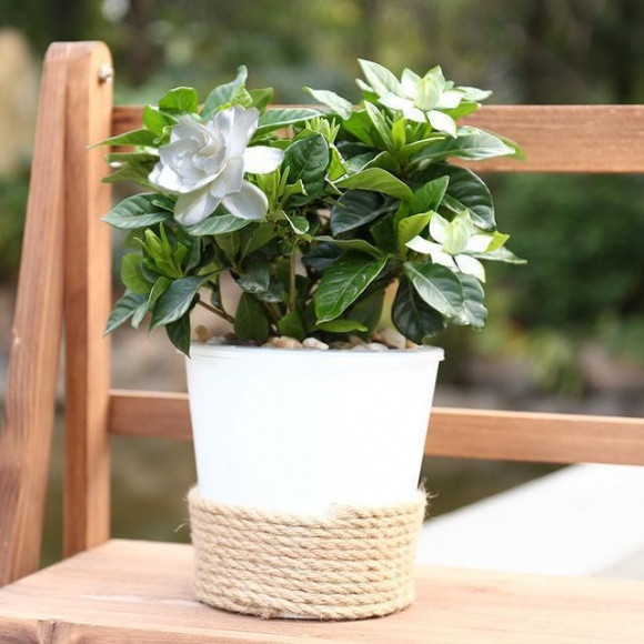 Hoa dành dành Hoa thuộc họ cà phê, có mùi thơm dễ chịu, tại Pháp hoa dành dành được chọn làm hoa cài áo cho chú rể, loài hoa được ưu chuộng trong các lễ cưới bởi hương thơm của chúng.