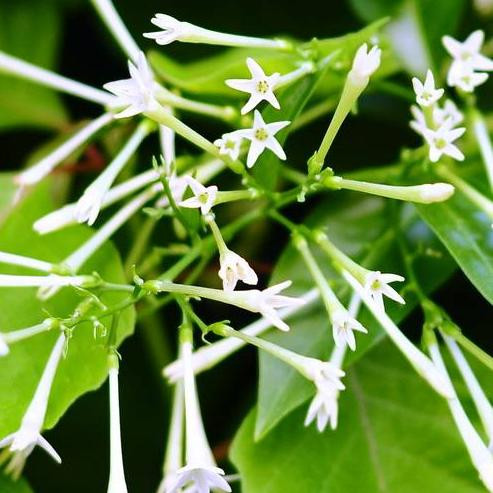 Hoa dạ hương Mặc dù hình dáng không được đẹp như những loài hoa khác nhưng nó sẽ tỏa ra một mùi hương rất dễ chịu vào buổi tối, rất ngọt ngào và thích hợp để trong sân vườn nhỏ. Mùi hương của nó khiến cho bạn sẽ duy trì cảm giác thư giãn, thoải mái sau một ngày làm việc mệt mỏi.