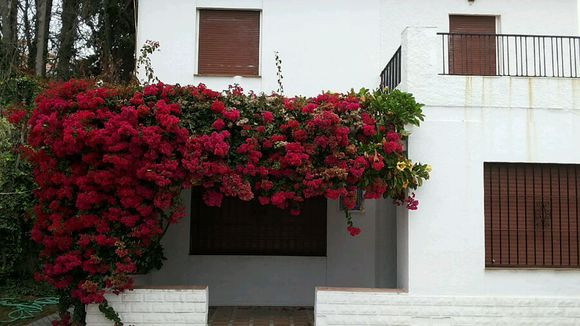 Hoa hồngHoa hồng từ trước đến nay là loài hoa được yêu thích nhất không chỉ bởi kiểu dáng sang trọng, xinh đẹp mà còn có hương thơm và nở hoa nhiều lần trong năm. Bên cạnh đó, hoa hồng còn tượng trưng cho phần thưởng cuộc sống, tâm hồn, trái tim, tình yêu. Hoa hồng có rất nhiều màu như đỏ nhiệt huyết, trắng tinh khôi thanh cao, hồng phớt lãng mạn , vàng kiêu hãnh, hồng cam tươi mới... Chỉ với một chậu hoa hồng là ban công nhà bạn lúc nào cũng thoang thoảng hương thơm.