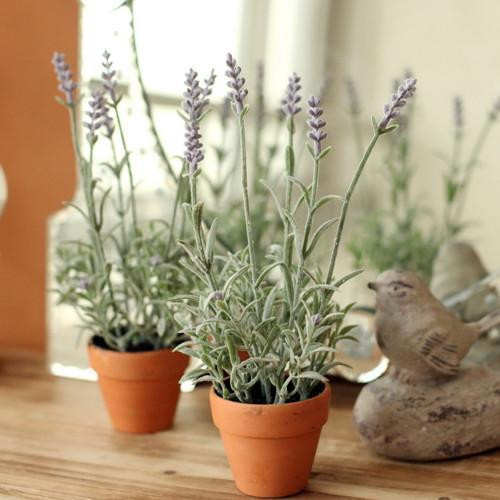 Hoa oải hương Cây cảnh mang lại sự sống cho không gian trong và bên ngoài nhà vì nhiều lý do. Trong đó, những cây cảnh có mùi đặc trưng vừa cho hương thơm lại vừa tạo cảnh quan đẹp. Hoa oải hương là thuốc chống côn trùng tuyệt vời. Hương thơm thư giãn giúp giấc ngủ đêm sâu. Mùi hương cũng giúp bạn thoải mái khi bạn đang lo âu. Bạn không cần đốt tinh dầu bên giường để ngủ ngon mà chỉ cần một chậu oải hương bên cửa sổ phòng bạn. Nó rất thích ánh sáng mặt trời nên hãy đặt nó nơi có ánh nắng. Vào mùa thu và đông, ánh nắng mặt trời không đủ, do vậy hãy thu thập hạt của những cây khô héo và trồng nó lại vào mùa xuân. Đất trồng oải hương phải là đất cát và nhiều dinh dưỡng. Và chậu cây cần có lỗ thoát nước tốt để tránh ngập úng bởi nếu úng thì cây sẽ nhanh chóng chết.