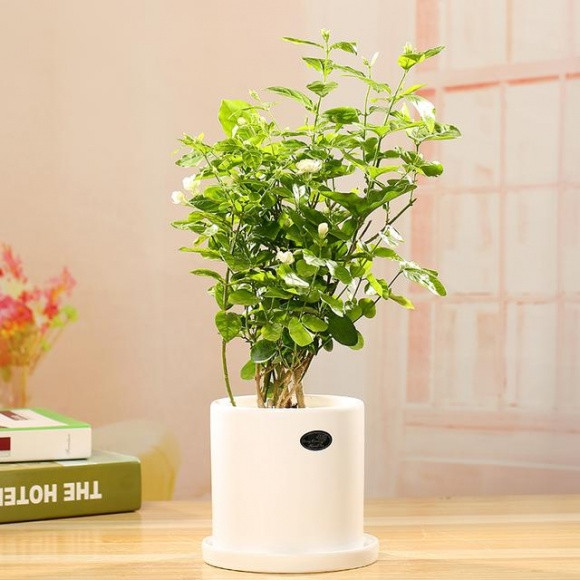 Hoa nhài Hoa nhài nở từ 6-8 giờ chiều, khi nhiệt độ xuống thấp. Hương thơm của nó khá dễ chịu. Trà hoa nhài rất tốt cho sức khỏe. Bạn chỉ cần một vài nhánh hoa để trong cốc trà và đổ nước sôi vào, chờ 10 phút là có thức uống tuyệt vời. Ngay cả khi không phục vụ cho trà nhài, nó cũng có tác dụng như hương xịt phòng và lọc không khí. Bạn nên trồng loại cây này bởi nó không tốn kém và có mùi hương dịu nhẹ.