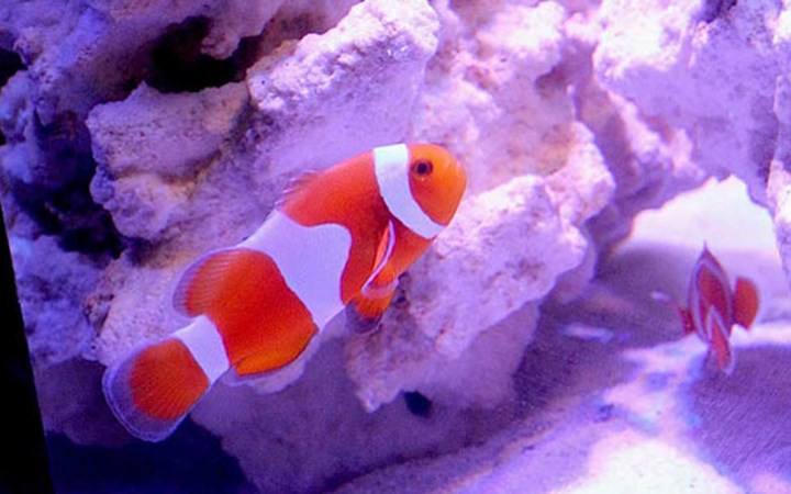 Cá Bladefin Basslet tuy nhỏ bé nhưng giá rất đắt: 10.000 USD. (Ảnh: KT)