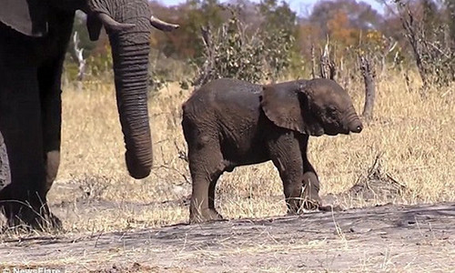 Xot xa voi con mat voi lac long trong tuyet vong tren dong co