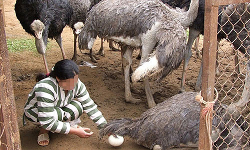 Nga re cuoc doi cua nguoi me tre pham toi buon nguoi