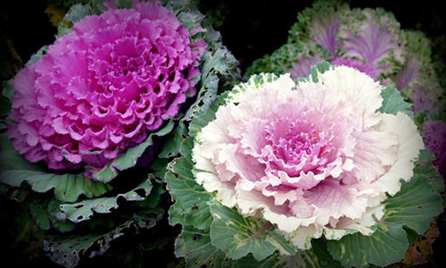 Hồng sa mạc (còn gọi là hoa bắp cải) có vẻ đẹp lạ, giá lên tới 90.000 đồng/bông. Ảnh minh hoạ