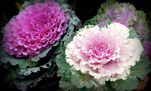 Hồng sa mạc (còn gọi là hoa bắp cải) có vẻ đẹp lạ, giá lên tới 90.000 đồng/bông. Ảnh minh hoạ