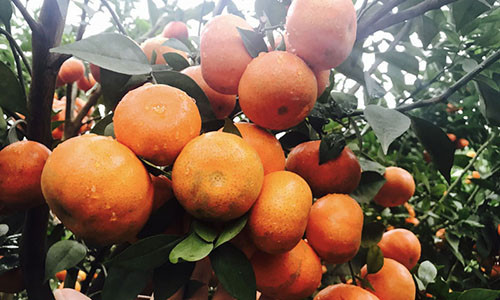 Chị Xuân nảy ra ý định bán cam Canh lấy kiếm tiền tiêu Tết.