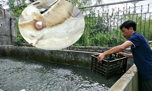 Anh Việt chăm sóc trai lấy ngọc tại các bể nuôi thuần dưỡng trai tại gia đình ở Ninh Bình.