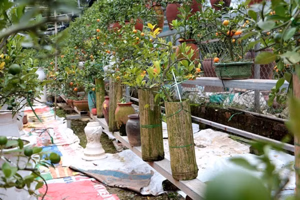 Như đưa những cây quất bonsai vào các ống tre.