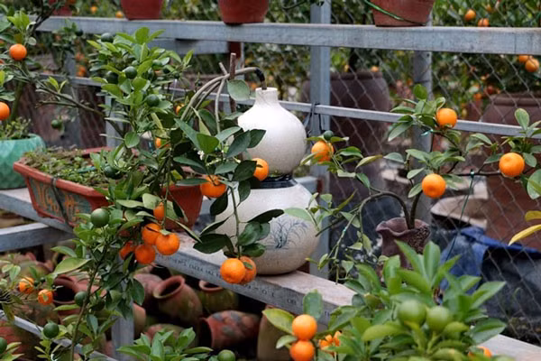 Hoặc những hồ lô sứ.