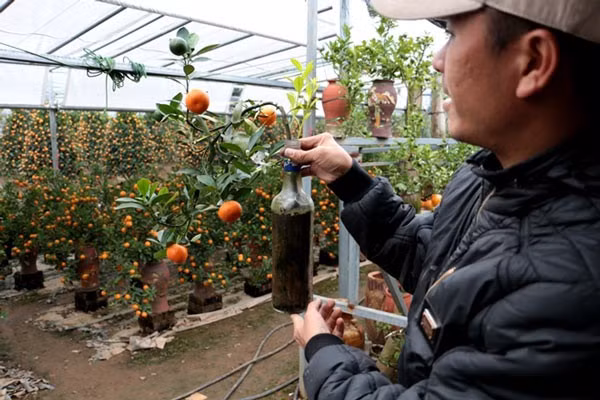 Anh Quang chủ vườn quất Quang Ngân cho biết những cây quất trồng trong chai cần phải tạo thế rất tỷ mỉ để không bị đổ khi bày trên bàn.