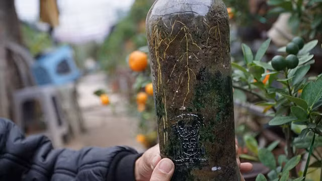 Những bộ rễ cây quất trồng trong bình khá nhạy cảm nên cần được chăm sóc cẩn thận, đồng thời không thể tưới quá nhiều nước vì có thể làm cây úng nước.