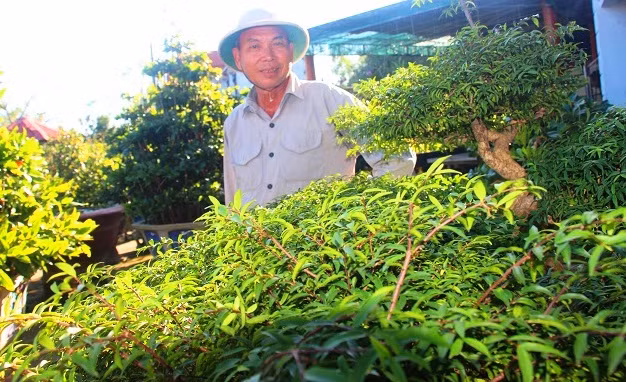 Mai chiếu thủy là cây thân gỗ có những nhánh dài mảnh, có lông mềm.