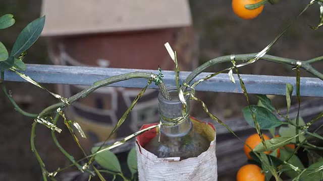 Phải bọc những chai trong lớp giấy xi măng để chống cháy rễ.