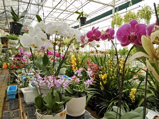 Trong vườn hoa của chị Huyền có rất nhiều loại hoa Lan quý.