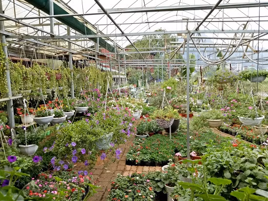 Không gian vườn hoa được bố trí theo hàng lối, từng loại hoa nhìn đẹp mắt.