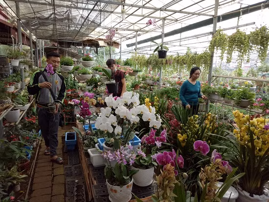 Theo chị Huyền, chị trồng hoa là vừa để ngắm vừa để bán cho khách hàng. Hiện khu vườn của chị có gần 150 loài hoa, cây cảnh, đủ các loại màu sắc khác nhau, như: Hoa hồng, hồng bạch, địa lan, lan hồ đẹp, tiểu mãn thiên hồng, các loại cây cảnh… Mỗi năm vườn hoa của chị có hàng trăm lượt khách đến thăm quan, trải nghiệm để chụp ảnh lưu niệm. "Thời điểm giáp tết này khách đên ngày đông" chị Huyền chia sẻ.