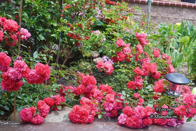 Mẹ chồng chị rất yêu hoa hồng nên chị trồng hoa hồng trước cửa phòng mẹ.