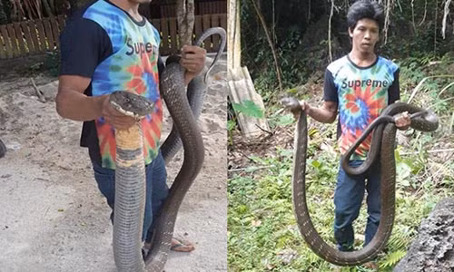 Nam thanh nien bat ran ho mang chua sieu khung, dai toi 5m