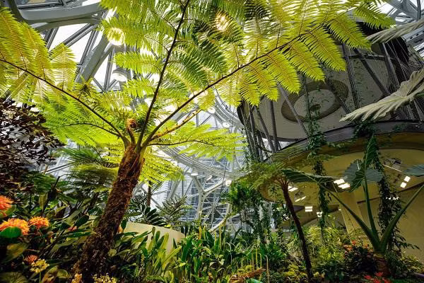 Không ai nghĩ rằng đây là một văn phòng làm việc bỏi nó quá đẹp và gần gũi với thiên nhiên. Người ta đã đem hơn 400 loài cây khác nhau từ khắp nơi trên thế giới về "hội tụ" tại khu rừng nhân tạo giữa lòng thành phố Seattle.