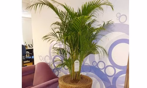 Kỹ thuật trồng cây cau Thái mang may mắn, thịnh vượng cho gia chủ. Ảnh minh họa