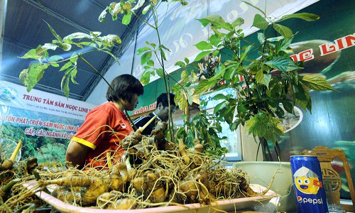 Sâm Ngọc Linh là cây dược liệu được cho là chỉ có ở Quảng Nam và Kon Tum.