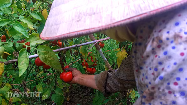 Ông Hoàng Minh Quyết, thôn Nà Chuông cũng cho biết: “Nhà tôi năm nay trồng 3- 4 sào cà chua cho thu từ tháng 4, nhưng đầu mùa không được giá, giờ mới tăng lên 8.000 đồng/kg. Trung bình một sào tôi thu 6 -7 tạ, nếu được giá cũng cho thu nhập 50 triệu đồng/sào. Tôi còn một lứa trồng sau chưa chín, hy vọng giá tiếp tục tăng và ổn định”.