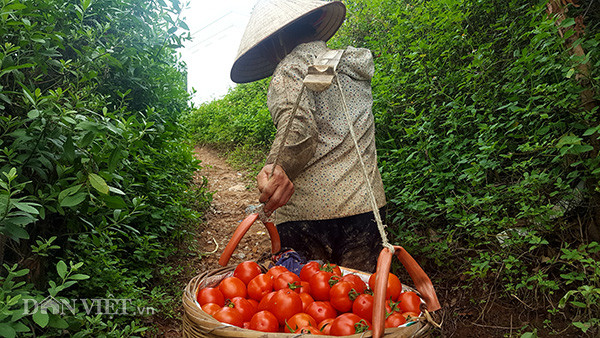 Ông Hoàng Báo, một hộ dân trồng cà chua cho biết: “Đầu mùa quả to đều, đỏ bóng và đẹp nhưng thương lái chỉ trả 3.000 đồng/kg, nhiều người thấy giá rẻ quá còn tính nhổ bỏ để trồng cây khác. Nhưng mấy ngày gần đây, giá cà chua liên tục tăng lên 4.000 - 6.000 đồng/kg, hiện đã đạt 8.000 đồng/kg”.