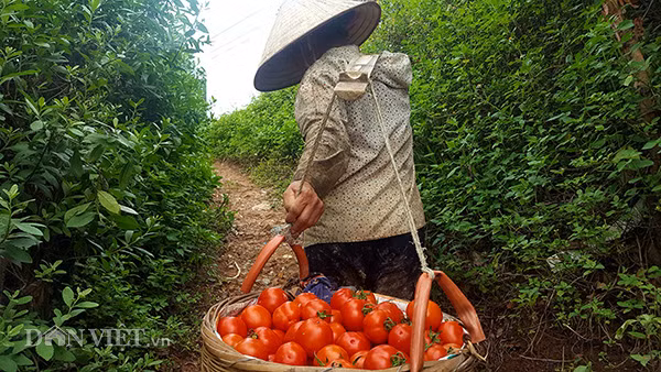 Ông Hoàng Báo, một hộ dân trồng cà chua cho biết: “Đầu mùa quả to đều, đỏ bóng và đẹp nhưng thương lái chỉ trả 3.000 đồng/kg, nhiều người thấy giá rẻ quá còn tính nhổ bỏ để trồng cây khác. Nhưng mấy ngày gần đây, giá cà chua liên tục tăng lên 4.000 - 6.000 đồng/kg, hiện đã đạt 8.000 đồng/kg”.