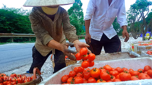 Các huyện Cao Lộc, Lộc Bình có diện tích trồng cà chua lớn nhất tỉnh Lạng Sơn. Đầu vụ, thương lái thu mua với giá 3.000 đồng/kg khiến các hộ dân chán nản, nhiều hộ tính nhổ bỏ để trồng cây khác. Nhưng gần đến cuối vụ giá cà chua tăng liên tục. Hiện, nhiều thương lái ở TP. Lạng Sơn và các tỉnh lân cận đến tận vườn thu mua với giá 8.000 đồng/kg cà chua xô khiến người dân càng thêm phấn khởi.