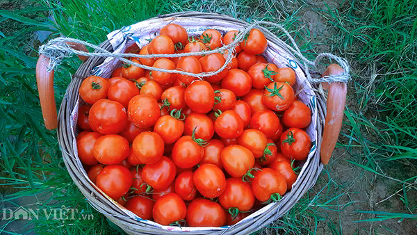 Được biết hầu hết diện tích đất ruộng tại các huyện này chủ yếu được người dân trồng rau, củ quả vì các loại cây này cho năng suất và thu nhập cao hơn so với trồng lúa, ngô như trước đây.