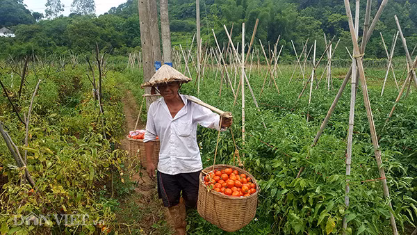 “Năm ngoái ngay đầu mùa đã bán 10.000 /kg, nông dân chúng tôi rất phấn khởi. Năm nay mở rộng thêm diện tích, tăng cường chăm bón lại không được giá. Chắc đầu mùa cà chua dưới xuôi còn nhiều, giờ họ hết thì giá cà chua trên này mới tăng lên như vậy. Hy vọng thị trường ổn định cho người nông dân đỡ vất vả", ông Báo vui vẻ.