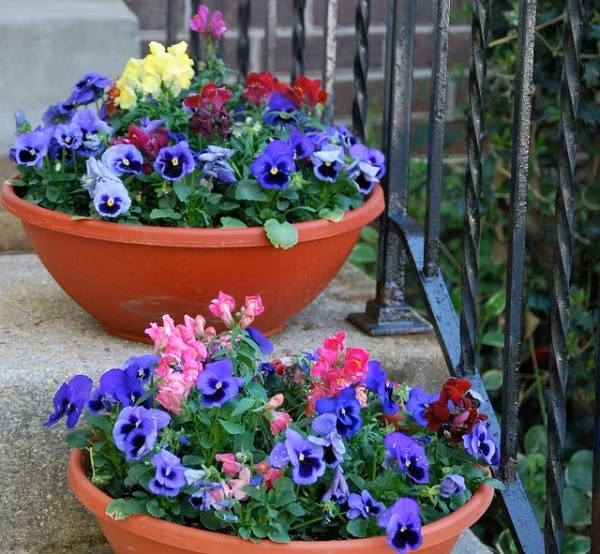 Những chiếc chậu được sơn bằng những màu sắc vô cùng bắt mắt từ việc tận dụng sơn thừa. Chậu hoa của góc hiên nhà hay ban công thêm sức sống với ý tưởng thú vị này.