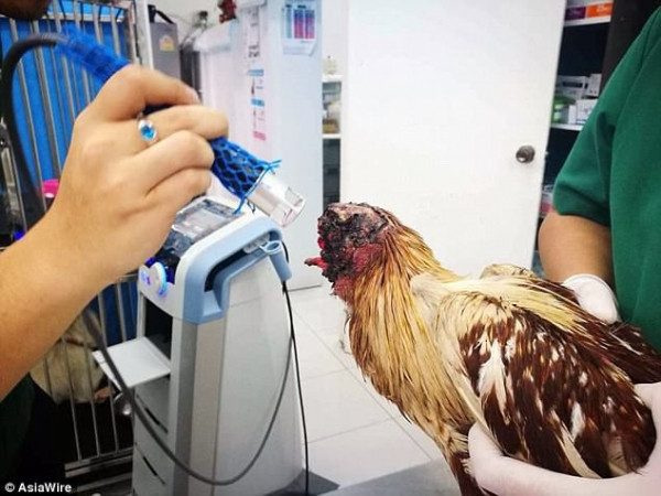 Chú gà được điều trị và chăm sóc.