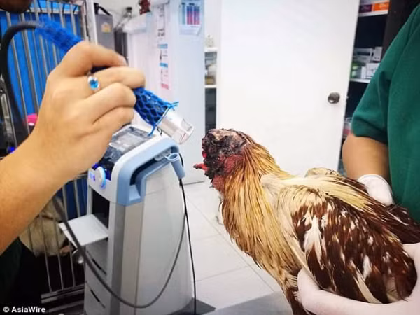 Chú gà được điều trị và chăm sóc.