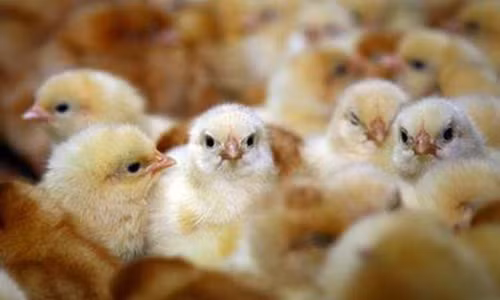 Cong viec luong 1,8 ty/nam nhung nhieu nguoi khong muon lam