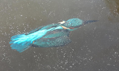 Chim bói cá đông cứng vì giá rét ở Hà Lan.